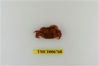 藏品(絨毛近方蟹)的圖片